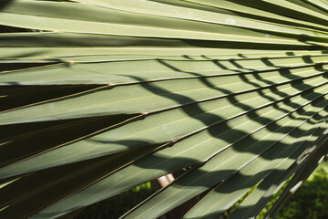 Sunlit tropical palm leaf green background with natural sunlight