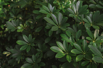 Green tropical plant background with lush foliage and natural jungle leaves
