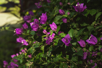 Pink blooming bougainvillea in a tropical summer garden, vibrant exotic flowers