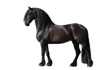 Fototapeta premium Friesian horse with black coat and flowing mane