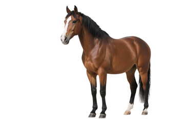 Obraz premium Majestic brown horse with white blaze on black background