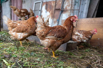 Fototapeta premium Brown domestic chickens foraging on rural farm ground