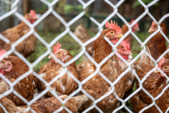 Brown hens in farm chicken coop behind fence