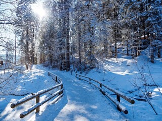 Spitzingsee in Bavarian Alps. Seeweg, hiking trail amidst magnificent snowy landscapes with tall fir trees by the frozen lake
