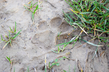 Trace d'un animal dans la boue