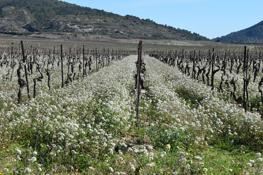 Roquette sauvage (Diplotaxis erucoides) dans une vigne