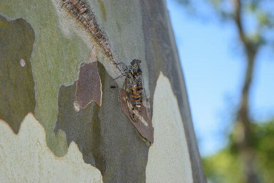 Cigale sur un tronc d'arbre