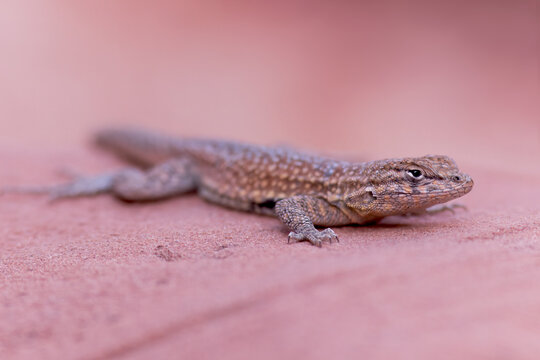 Common side-blotched lizard in the Valley of  Fire Desert State Park, Nevada
