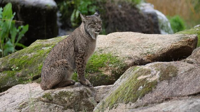 A majestic Iberian lynx (Lynx pardinus) sits perched on large, moss-covered rocks. It calmly surveys its surroundings near a waterfall, showcasing its beautiful spotted fur and signature ear tufts. 
