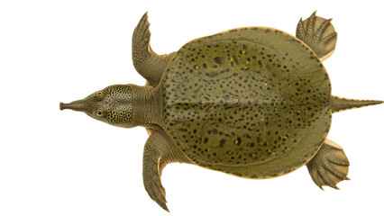 Fototapeta premium A large turtle with a unique shell and long neck on transparent background