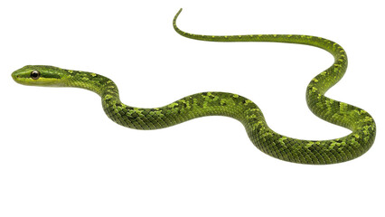 Fototapeta premium A green snake with yellow spots is coiled on a transparent background