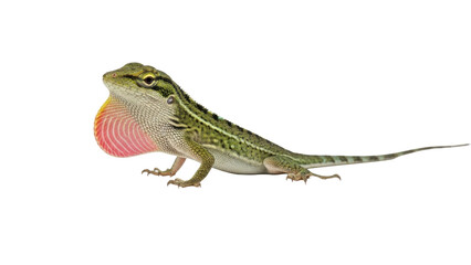 Fototapeta premium A green lizard with a pink throat patch is standing on a transparent background