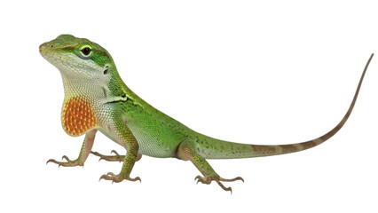 Naklejka premium A vibrant green lizard standing on a transparent background with its throat fan extended