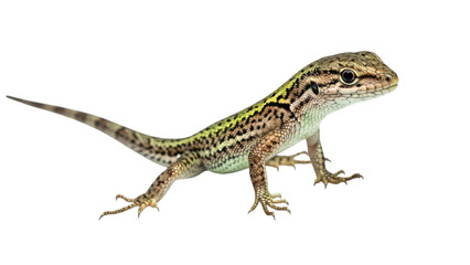Fototapeta premium A colorful lizard standing on a transparent background, showcasing its vibrant scales and intricate patterns.