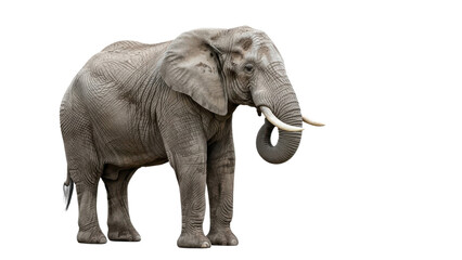 Obraz premium A large gray elephant standing on a transparent background with its trunk curled and tusks visible