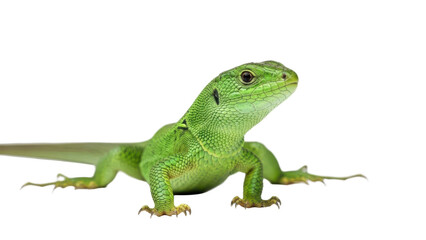 Obraz premium A vibrant green lizard standing on a transparent background, showcasing its scaly skin and sharp claws