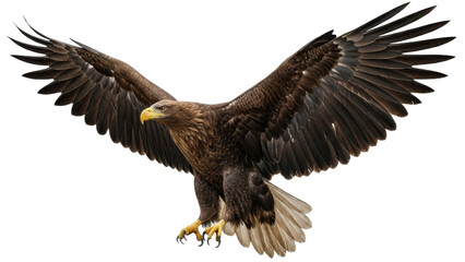 Fototapeta premium A brown eagle with outstretched wings flying in the air on transparent background