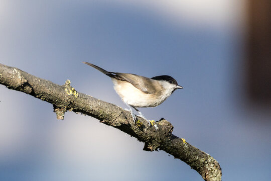 Poecile palustris O CINCIA BIGIA IN CERCA DI CIBO IN UNA GIORNARA INVERNALE.