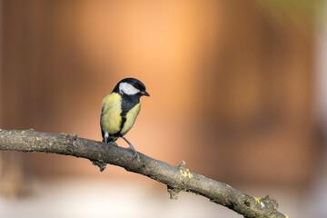 Fototapeta premium Parus major O CINCIALLEGRA IN CERCA DI CIBO IN UNA GIORNATA INVERNALE
