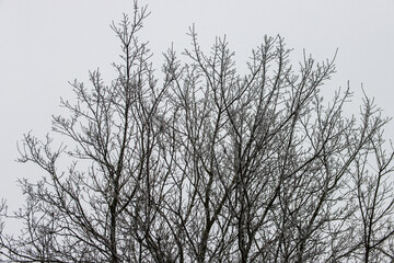 Obraz premium \The top of a tree without leaves against the sky.