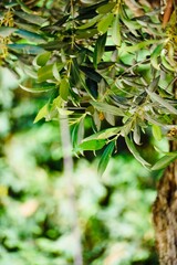Close-up of Fresh Olive Leaves on Tree Branch, Vertical Orientation
