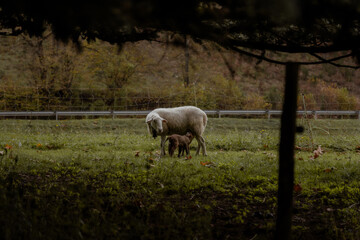 Sheep nursing her lamb in a green pasture framed by tree branches in a rural landscape with a road in the background.