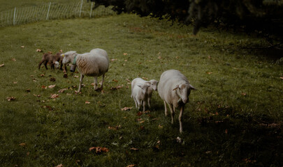 Obraz premium Mother sheep with their lambs following them, strolling and grazing in lush green mountain pasture at dusk
