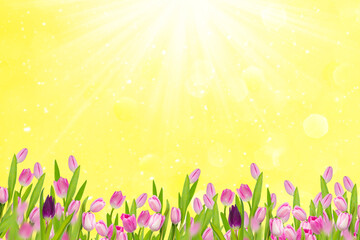 Fototapeta premium Spring landscape. Beautiful pink tulips in the garden. Space for text. Greeting card.