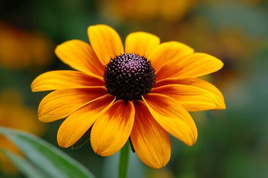 A detailed closeup reveals vivid yellow petals radiating from the dark central cone of a Black-eyed Susan, highlighting texture, pollen, and the quiet beauty of peak bloom