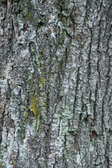 Obraz premium Abstract background of old tree bark.