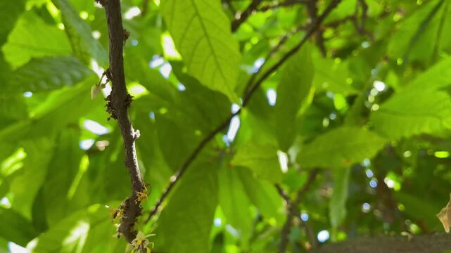Green leaves small cocoa pods branch with young fruit and blooming cocoa flowers grow on trees. The cocoa tree (Theobroma cacao), Raw cacao tree plant fruit plantation, Space for text. Chocolate 