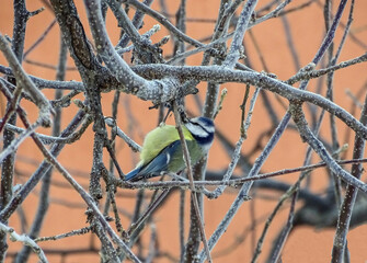 Great tit on a tree branch. Parus major