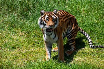 Naklejka premium Bengal Tiger (Panthera tigris tigris)