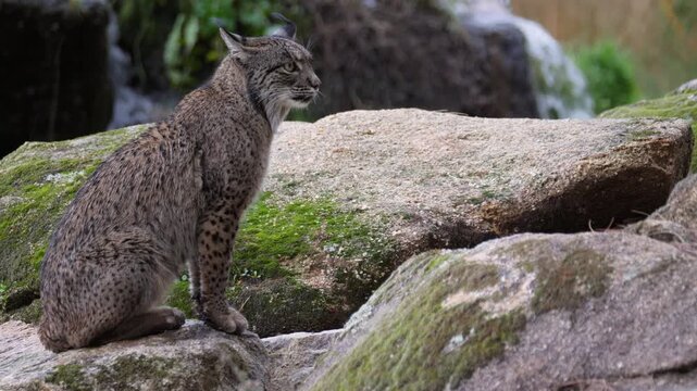 A majestic Iberian lynx (Lynx pardinus) sits perched on large, moss-covered rocks. It calmly surveys its surroundings near a waterfall, showcasing its beautiful spotted fur and signature ear tufts. 