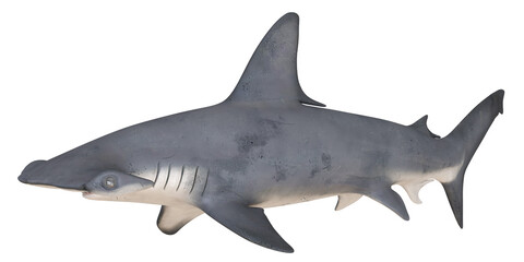 Obraz premium 3D rendering of a hammerhead shark in profile.