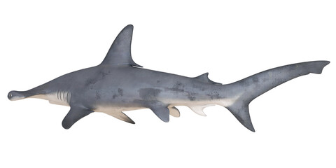 Obraz premium Hammerhead shark swimming gracefully.