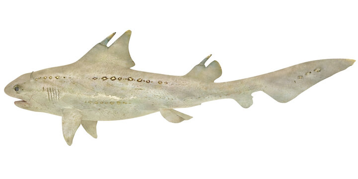 Smooth-hound shark on a white background