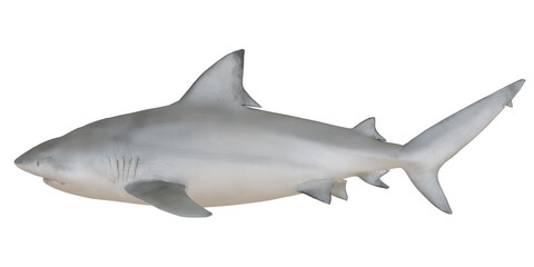 Fototapeta premium Side view of a majestic bull shark.
