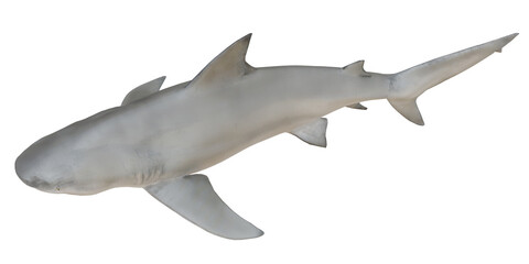 Obraz premium Isolated image of a gray shark swimming.