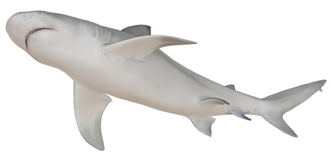 Fototapeta premium Majestic shark swimming in the ocean