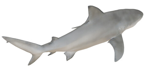 Obraz premium Majestic shark swimming in clear waters