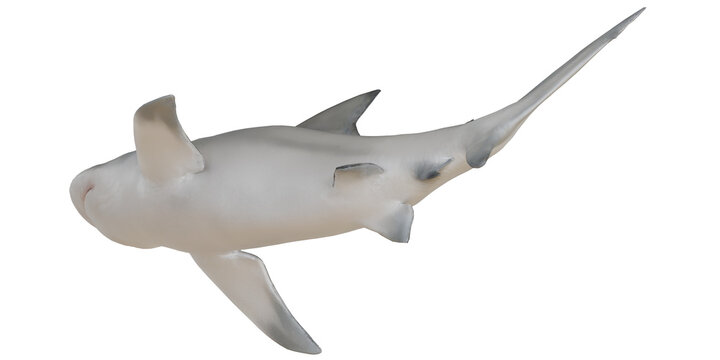 Smooth dogfish shark isolated on white background