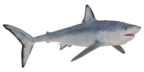 Obraz premium Great white shark isolated on white background