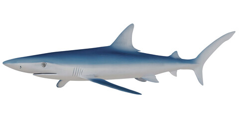 Obraz premium Realistic model of a blue shark.