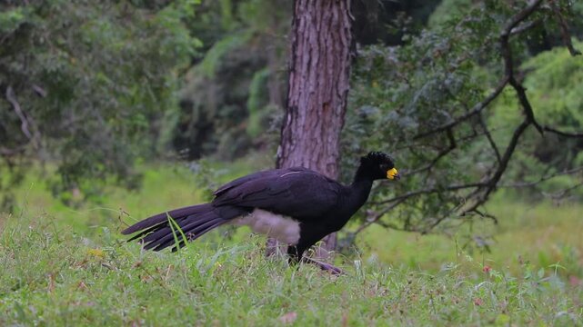 Moitu ave extincion Chaco Argentina