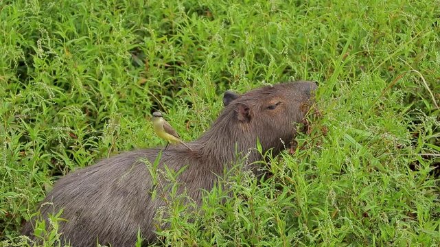 Carpincho Capibara humedal esteros ave Iber&aacute; Corrientes Argentina