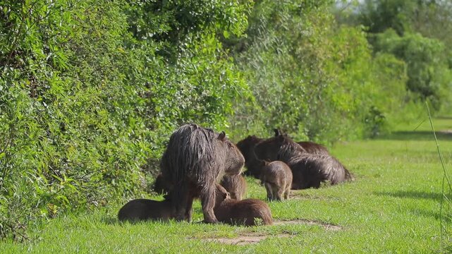 Carpincho Capibara familia pastizal Iber&aacute; Corrientes Argentina