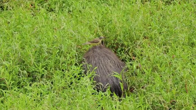 Carpincho Capibara humedal esteros ave Iber&aacute; Corrientes Argentina