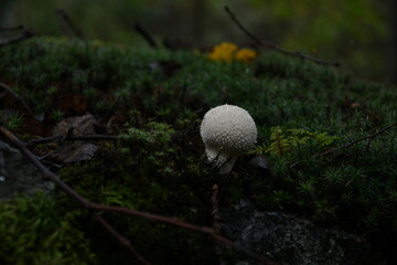 **Русский**
гриб грибок дождевик белый шарик шипы колючий пушистый лес мох зеленый хвоя папоротник ветки палки подстилка лист сухой влажность сырость тень полумрак сумерки темный фон боке размытость ф