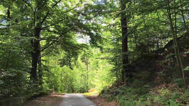 View from the Mountain Express through a shady forest to Oybin Castle in Upper Lusatia in the Zittau Mountains